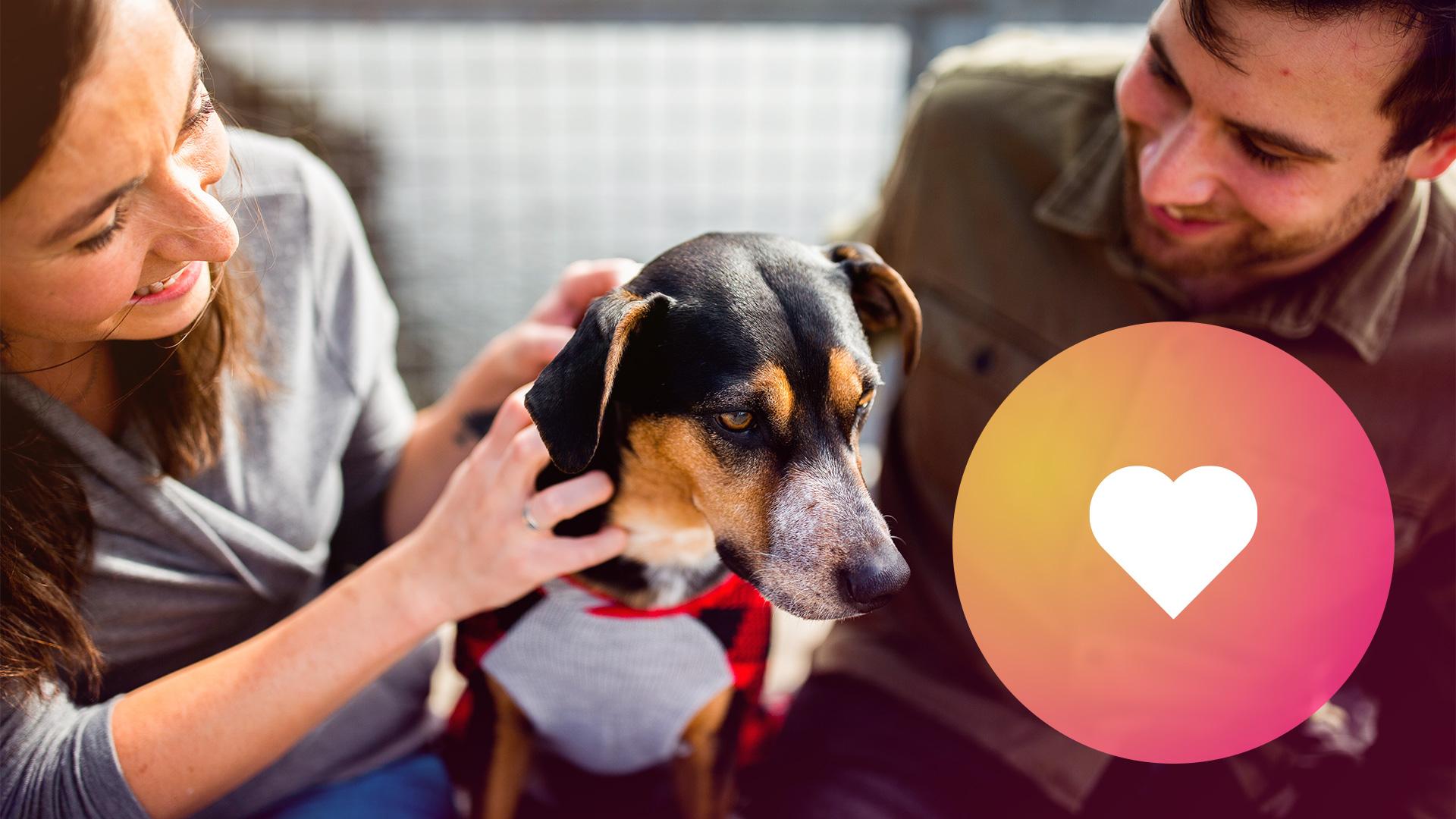 Exploring the Rise of Pet Influencers in the Digital Age